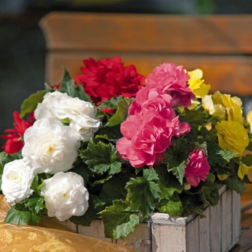 Begonia tuberhybrida P 11 - Image 1