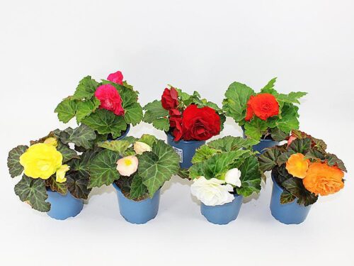 Begonia tuberhybrida P 11 - Image 2