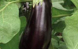 Lilek vejcoplodý Milar F1 – P10,5