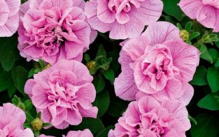 Petunia převislá, plná, P 12