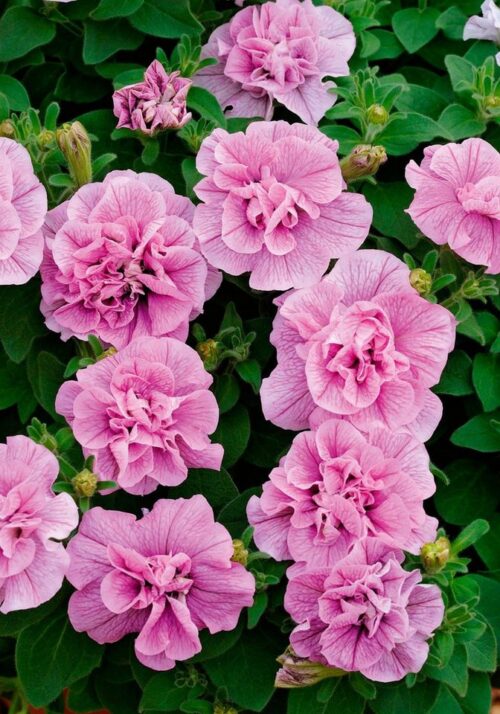 Petunia převislá, plná, P 12 - Image 1