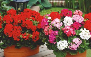 Pelargonium zonale, P 11