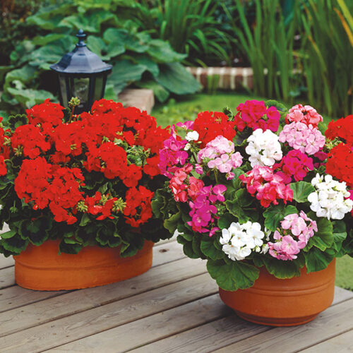 Pelargonium zonale Muškát vzpřímený, P 11 – Mix Toscana - Image 1