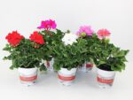 Pelargonium zonale Muškát vzpřímený, P 11 – Mix Toscana - Image 2