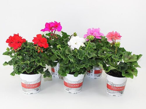Pelargonium zonale Muškát vzpřímený, P 11 – Mix Toscana - Image 2