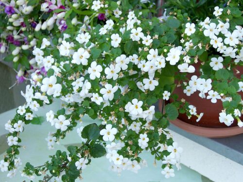 Bacopa Bakopa drobnolistá, P 13 , Sutera - Image 1