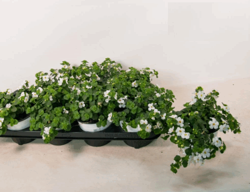 Bacopa Bakopa drobnolistá, P 13 , Sutera - Image 3