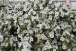 Bacopa Bakopa drobnolistá, P 13 , Sutera - Image 2