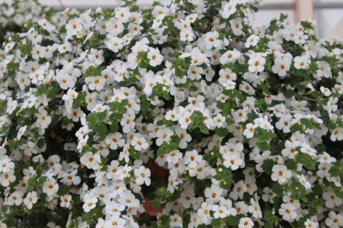 Bacopa Bakopa drobnolistá, P 13 , Sutera - Image 2