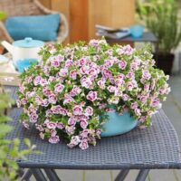 Calibrachoa cultivar Million Bells – P12, Double Pink