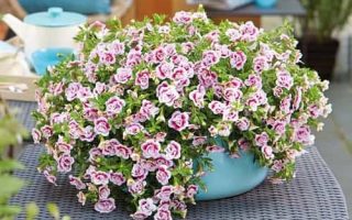 Calibrachoa cultivar Million Bells – P12, Double Pink