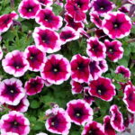 Petunia cultivars, Surfinia mix, P 12 - Obrázek 2