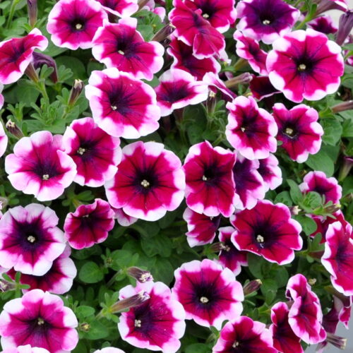 Petunia cultivars, Surfinia mix, P 12 - Obrázek 2