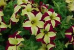 Petunia cultivars, Surfinia mix, P 12