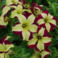 Petunia cultivars, Surfinia mix, P 12