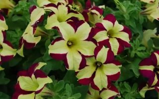 Petunia cultivars, Surfinia mix, P 12