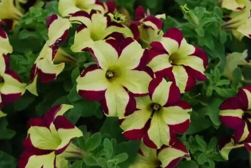 Petunia cultivars, Surfinia mix, P 12 - Obrázek 1