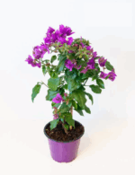Bougainvillea Bugenvilea, Kmínek, P 21 - Obrázek 2