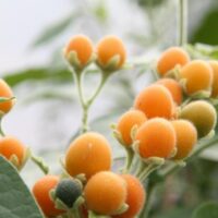 Solanum abutiloides