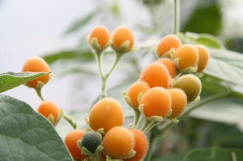 Solanum abutiloides - Obrázek 1