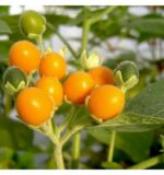Solanum abutiloides - Obrázek 2