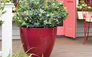 Borůvka BrazelBerries 'Berry Bux'® - RARITA !!