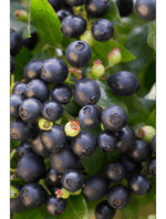 Borůvka BrazelBerries 'Berry Bux'® - RARITA !! - Obrázek 4