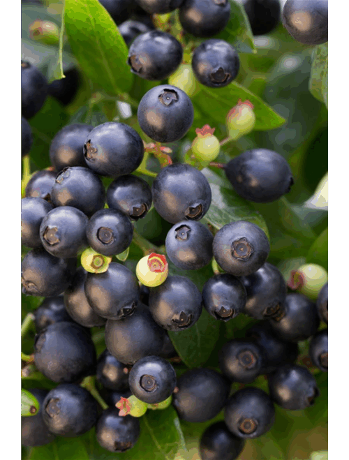 Borůvka BrazelBerries 'Berry Bux'® - RARITA !! - Obrázek 4