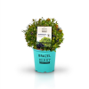 Borůvka BrazelBerries 'Berry Bux'® - RARITA !! - Kontejner C2L-v. 20-25 CM