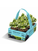 Borůvka BrazelBerries 'Berry Bux'® - RARITA !! - Obrázek 3