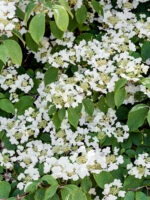 Viburnum plicatum 'Mariesii'