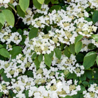 Viburnum plicatum 'Mariesii' - Kontejner 7,5 l, v. kmínku 100 cm, 2-letá k.