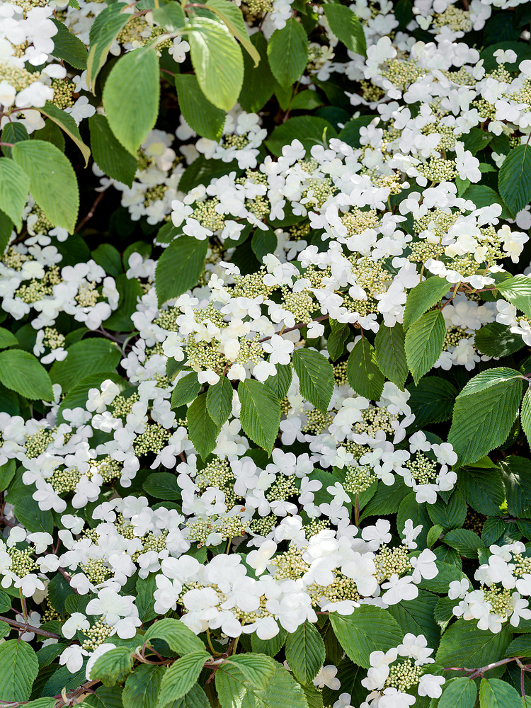 Viburnum plicatum 'Mariesii'