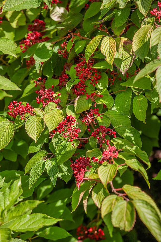 Viburnum plicatum 'Mariesii'