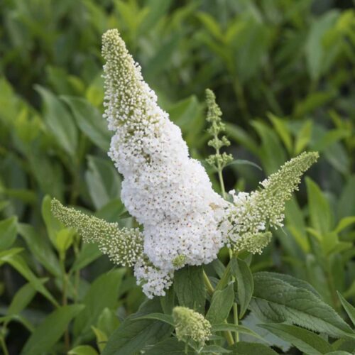 Buddleja davidii 'Summer Kids' - Obrázek 10