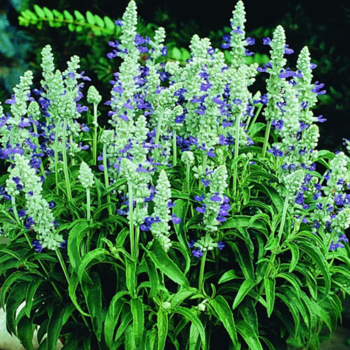 Salvia farinacea Šalvěj pomoučená, P 13 - Image 1