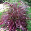 Pennisetum setaceum 'Fireworks' - Kontejner 1,5 l