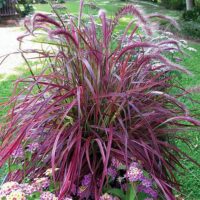 Pennisetum setaceum 'Fireworks'
