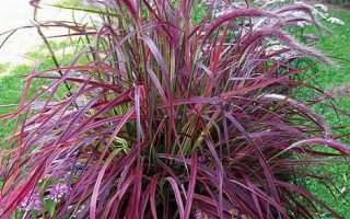 Pennisetum setaceum 'Fireworks'