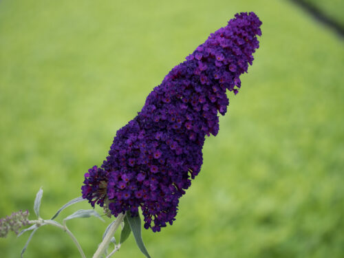 Buddleja davidii 'Summer Kids' - Obrázek 9