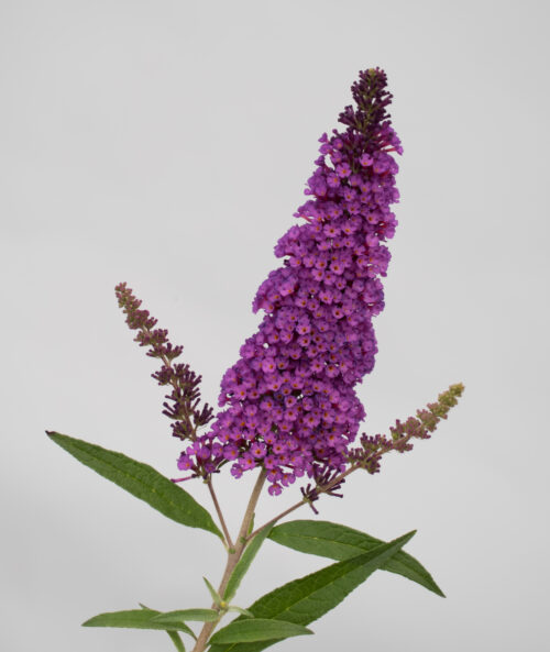 Buddleja davidii 'Summer Kids' - Obrázek 8