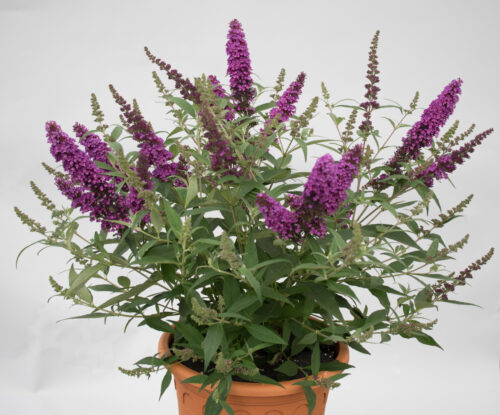 Buddleja davidii 'Summer Kids' - Obrázek 7