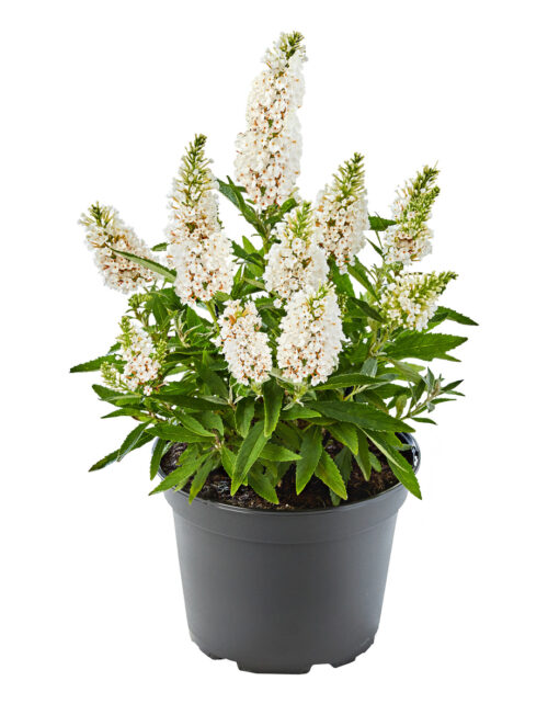 Buddleja davidii 'Summer Kids' - Obrázek 6