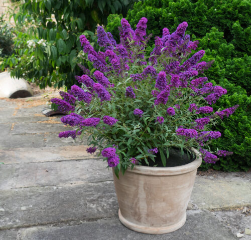 Buddleja davidii 'Summer Kids' - Obrázek 5