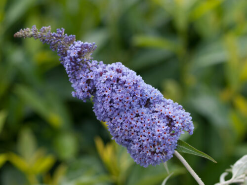 Buddleja davidii 'Summer Kids' - Obrázek 4