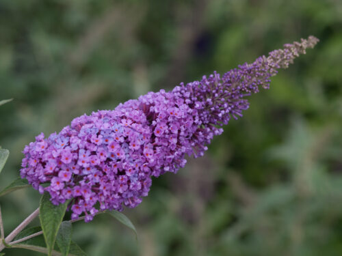 Buddleja davidii 'Summer Kids' - Obrázek 2