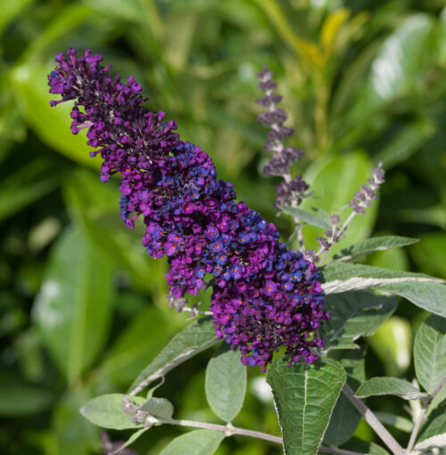 Buddleja davidii 'Summer Kids' - Obrázek 3