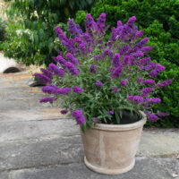 Buddleja davidii 'Summer Kids'
