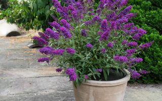 Buddleja davidii 'Summer Kids'