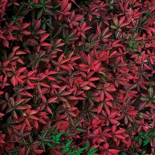 Parthenocissus henryana C2L, popínavý – tmavě červený - Image 1